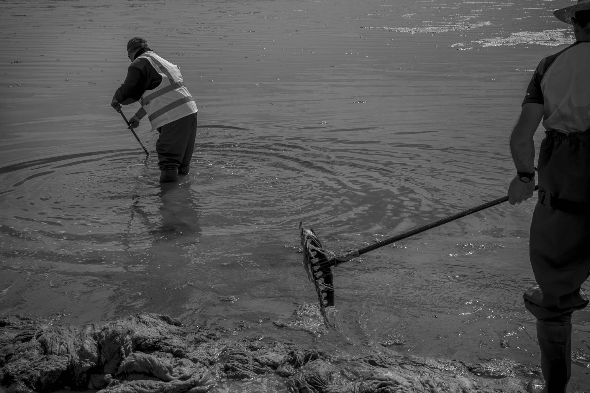 Des travailleurs communaux débarrassent la lagune de la Mar Menor des algues vertes. Murcia (ES)