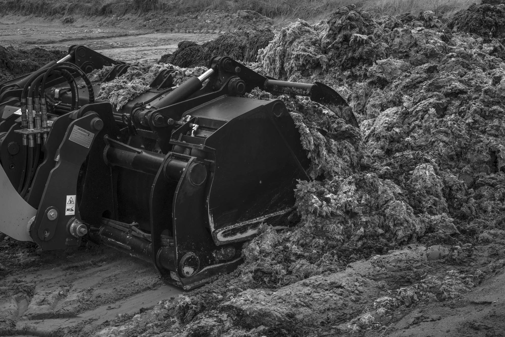 Verzameling van groene algen op het strand van Grandville. Hillion – Bretagne (Frankrijk)